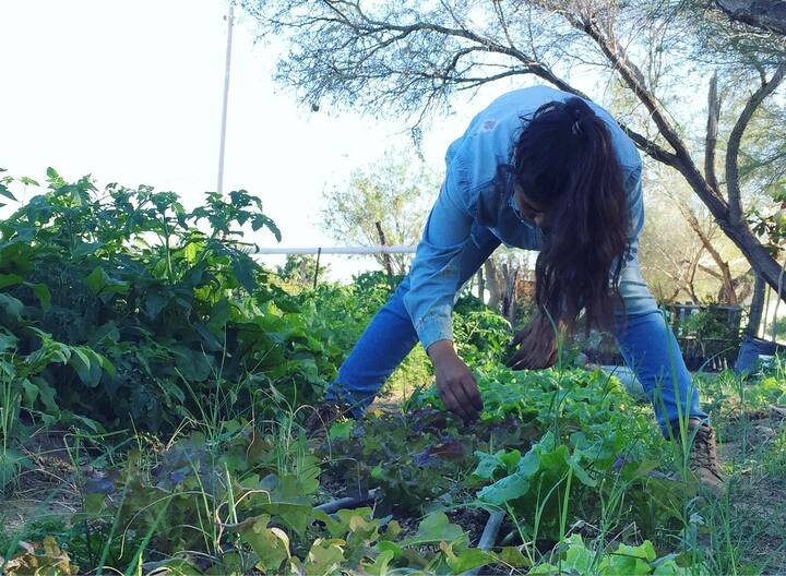 mujer cosechando lechugas