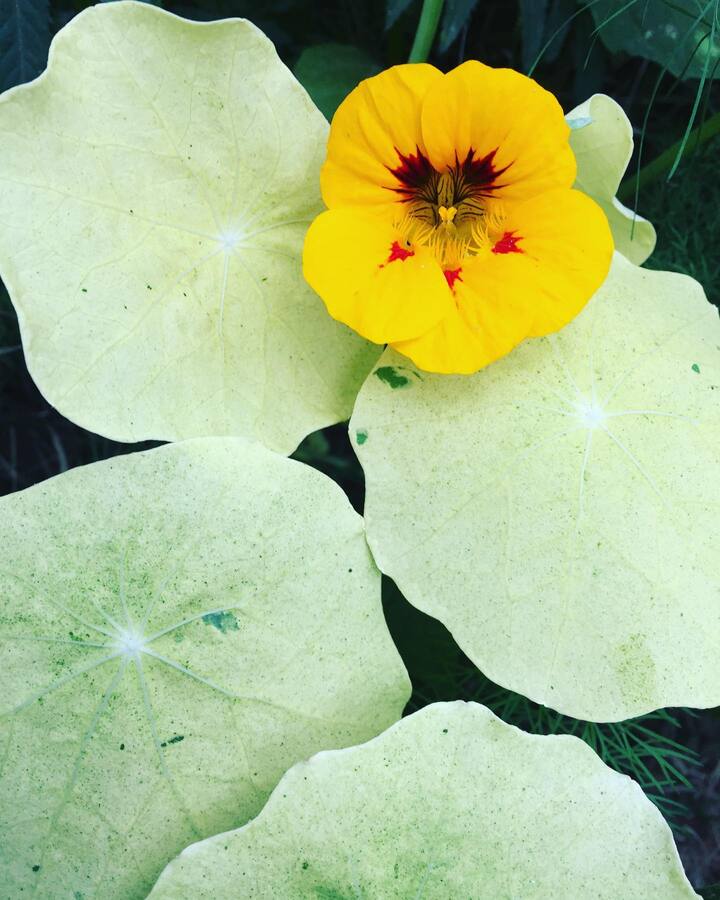 flor de mastuerzo amarillo con sus hojas