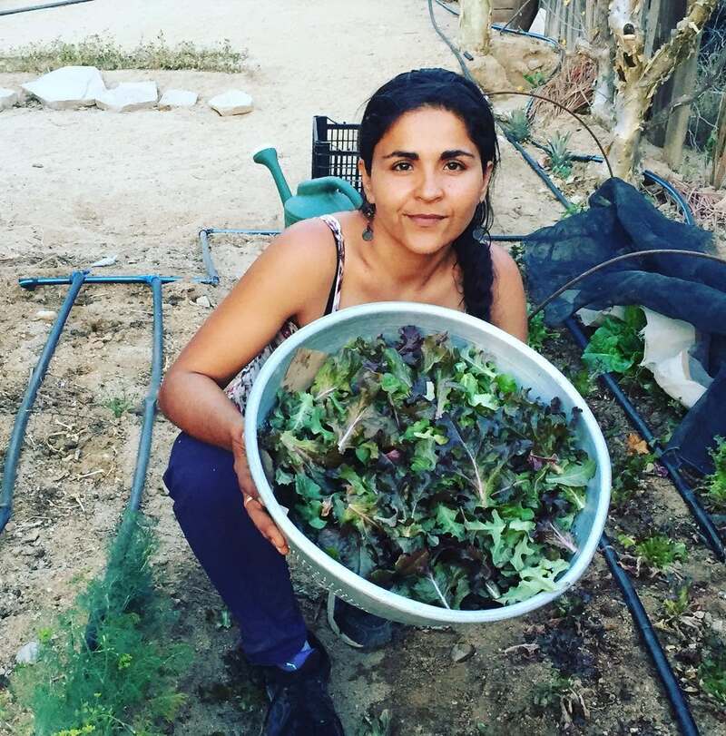 mujer con cosecha de lechugas orgánicas