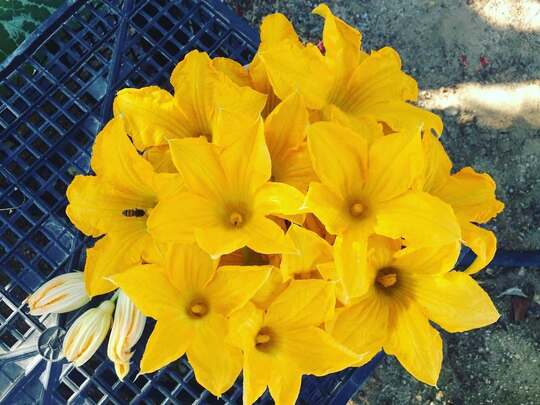 flores de calabaza