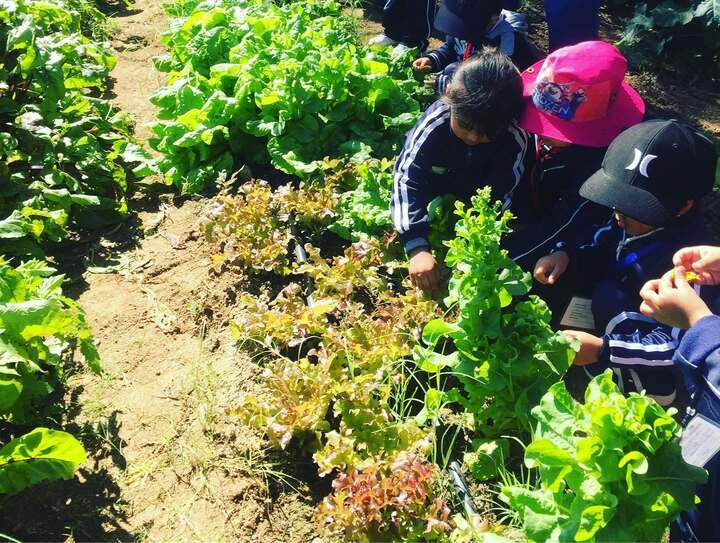 niños en la huerta de lechugas orgánicas