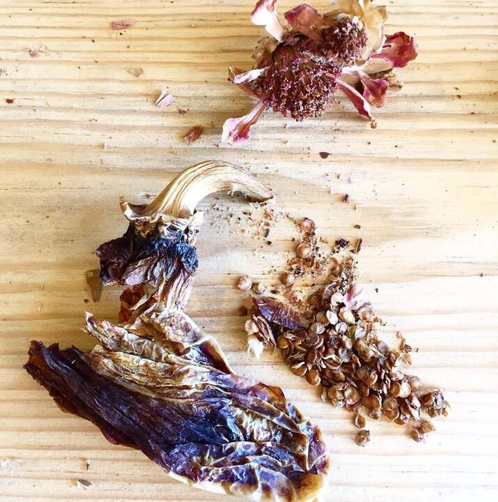 semillas organicas de chile
