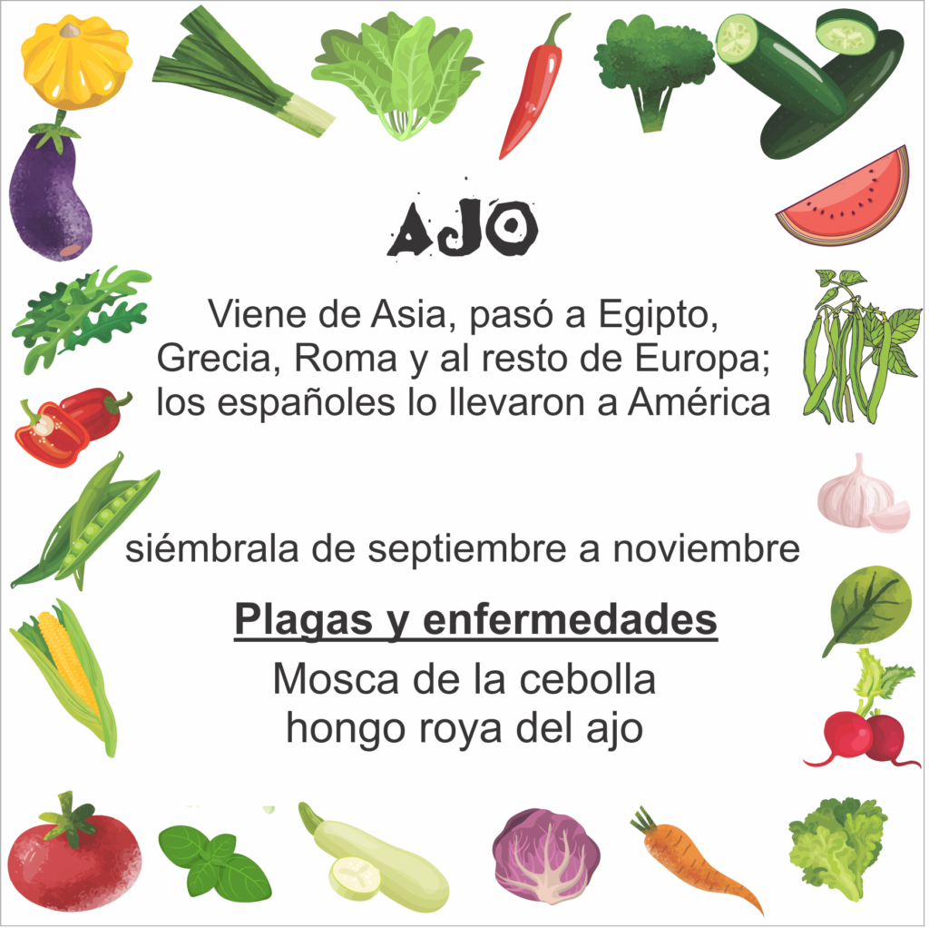 info sobre el ajo y su compatibilidad en cultivos
