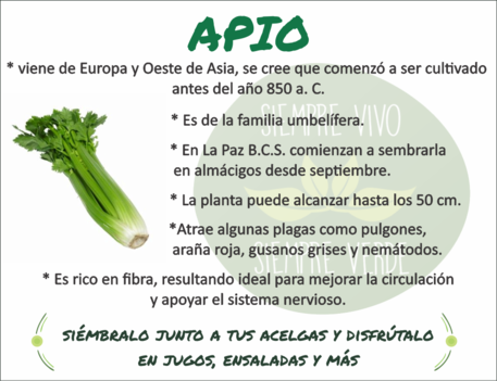 ficha informativa apio