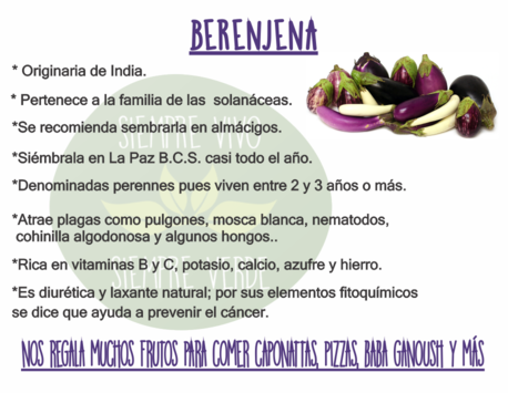 ficha informativa berenjena