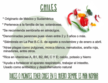 ficha informativa chiles